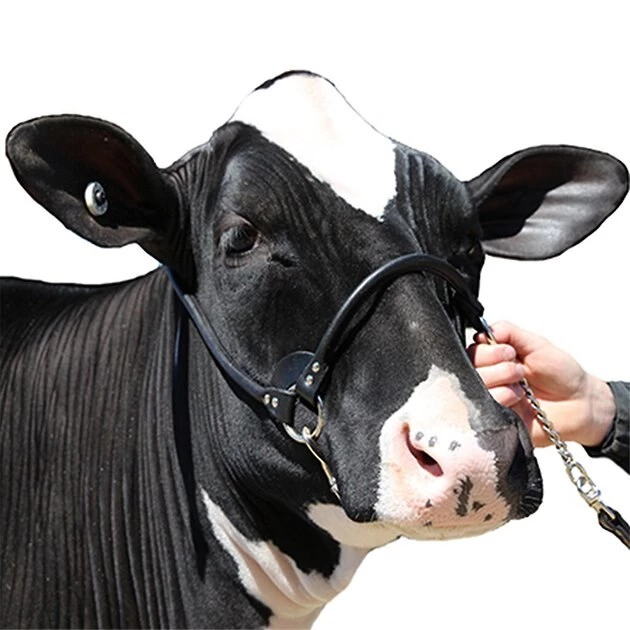 Sullivan Supply Streamline Leather Rolled Nose Show Farm Animal Halter 4 Sullivan Supply Streamline Leather Rolled Nose Show Farm Animal Halter - Image 2